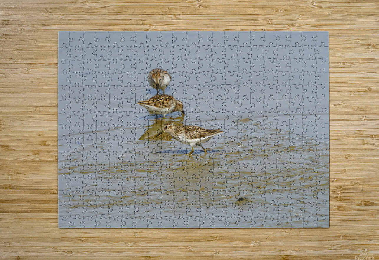 Birds Denise Thrasher Puzzle printing