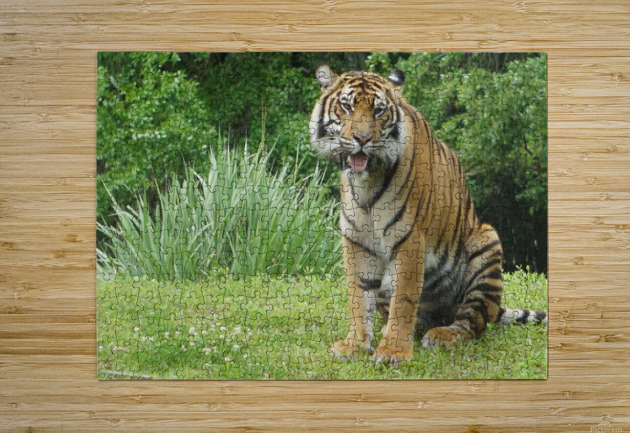 Tiger Denise Thrasher Puzzle printing