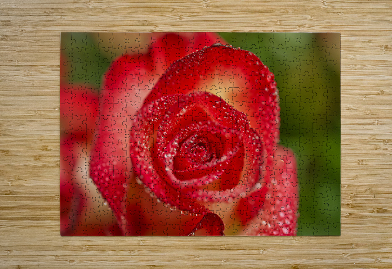 Red Blush Rose Macro III Iris H Richardson Puzzle printing
