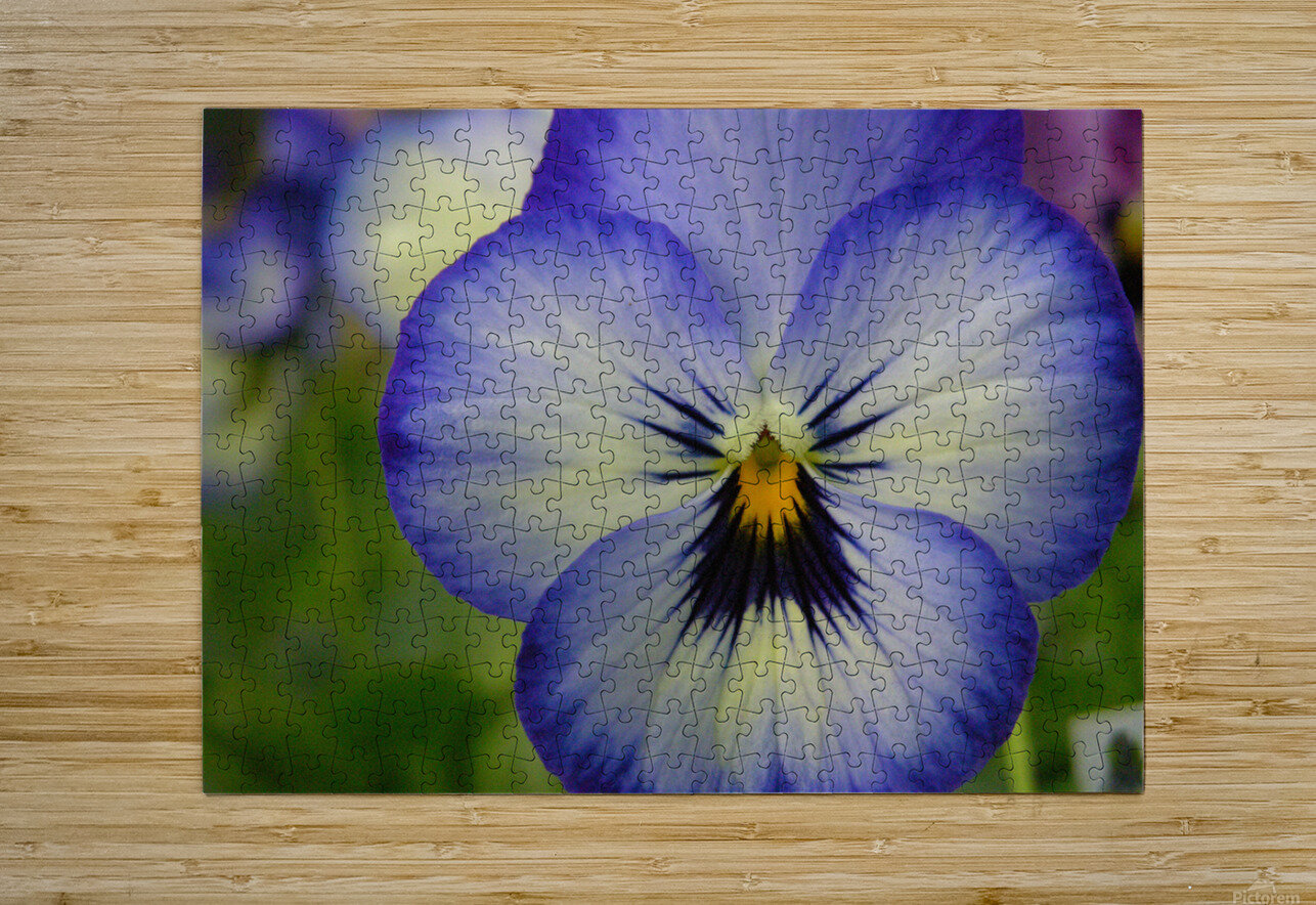 Blue Pansy Katherine Lindsey Photography Puzzle printing