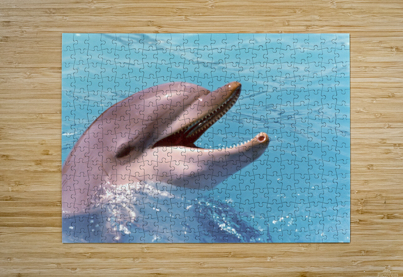 Dolphin Katherine Lindsey Photography Puzzle printing