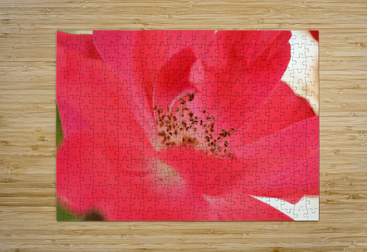 Red Rose Katherine Lindsey Photography Puzzle printing