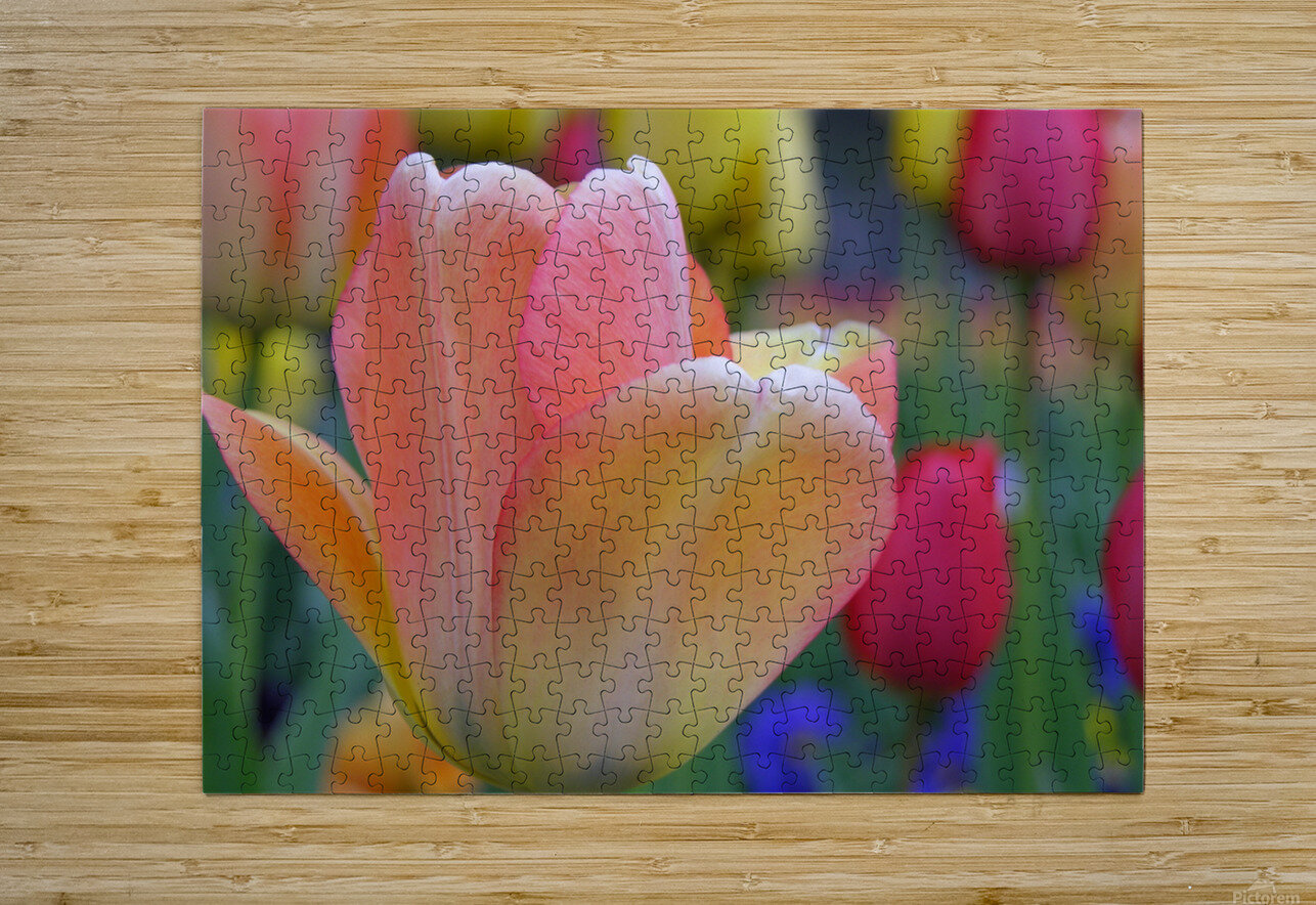 Orange Tulip Katherine Lindsey Photography Puzzle printing