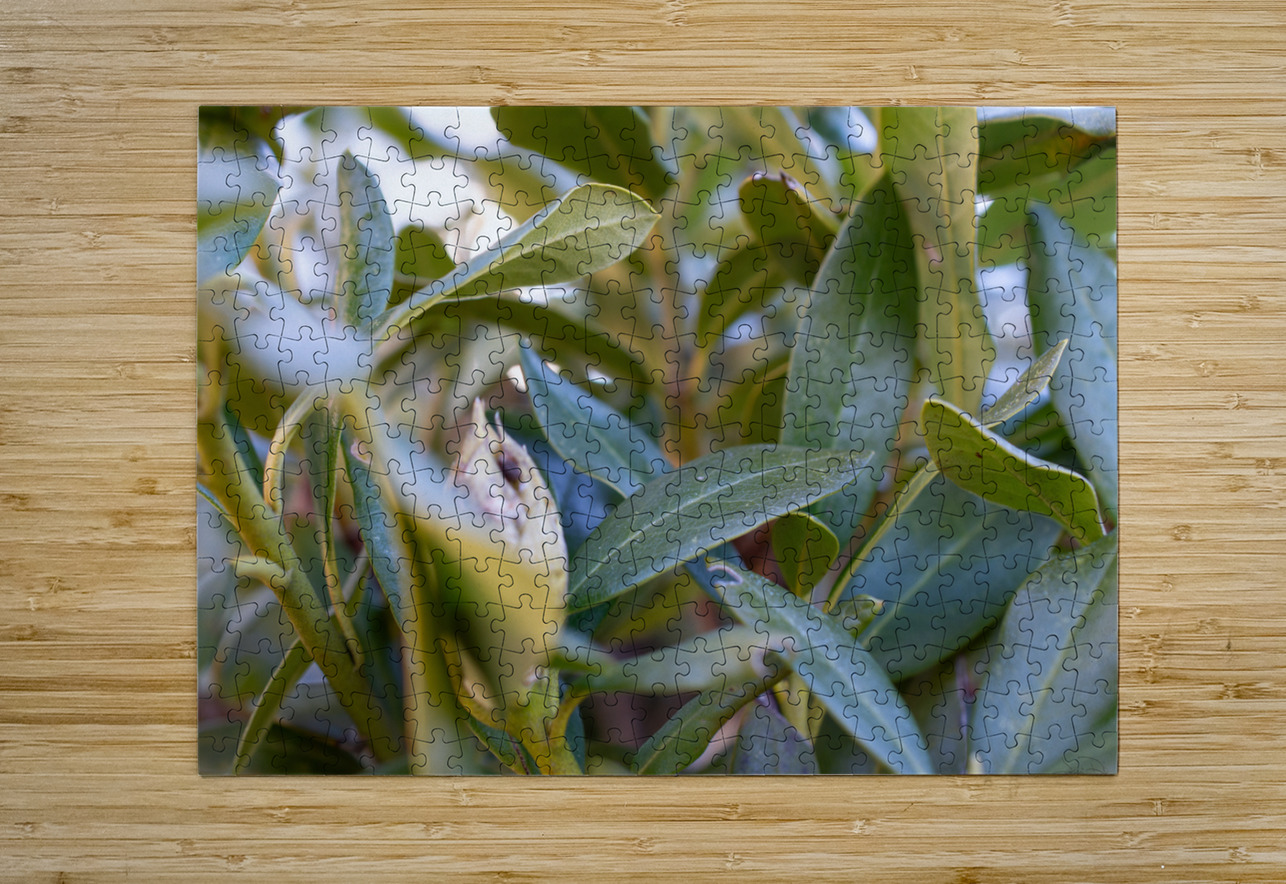 Bud Reggie S Puzzle printing