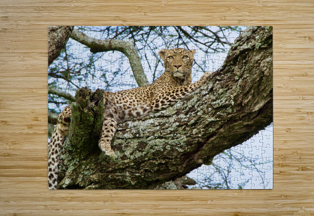 Leopard on high MG Shortz Puzzle printing