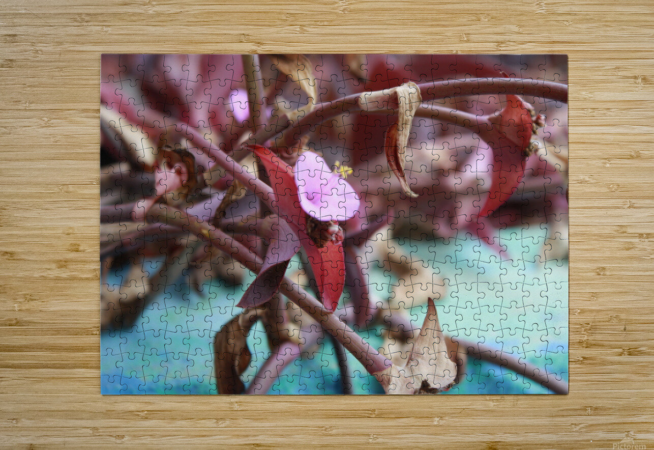Cuba pink cup flower Pamela Lougheed Photography Puzzle printing
