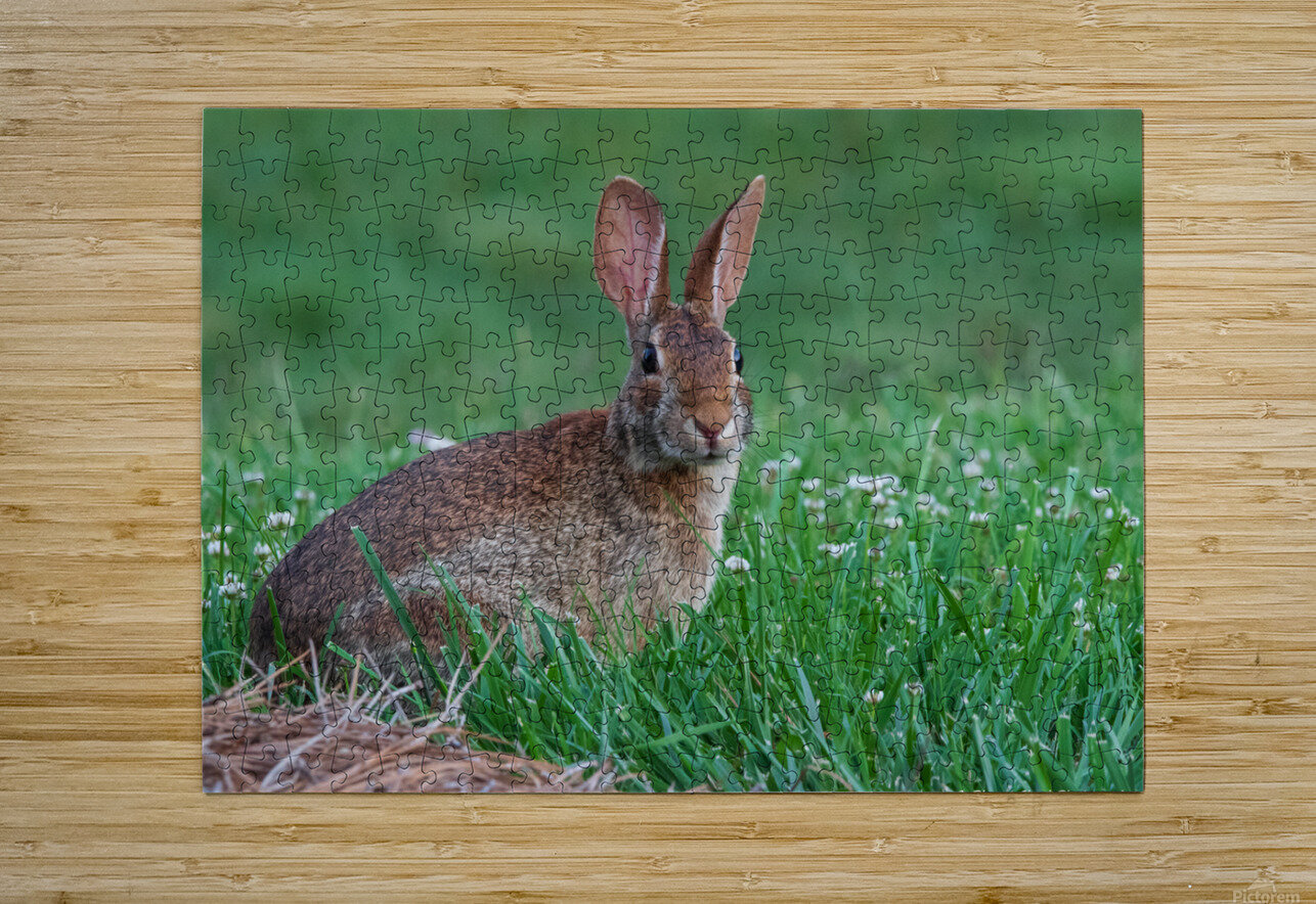 Backyard Bunny - Spring Days Chad Meyer Puzzle printing