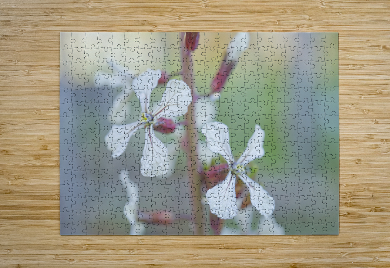 Arugula Flower Duo with Raindrops Iris H Richardson Puzzle printing