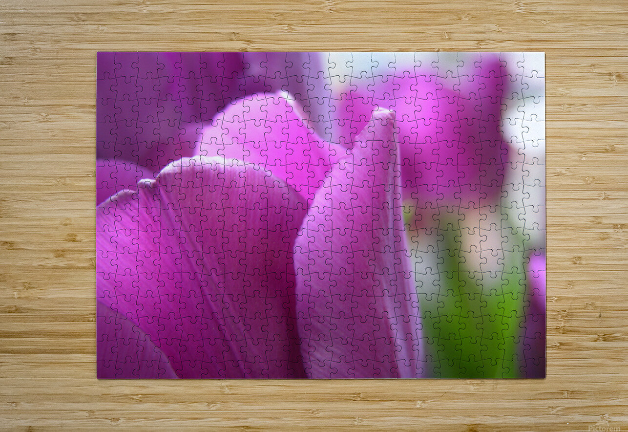 Purple Tulips Katherine Lindsey Photography Puzzle printing