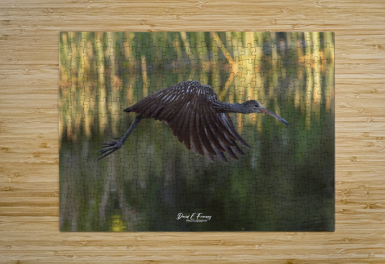 IMG 2120FlyingLimpkin David E Francey Photography Puzzle printing