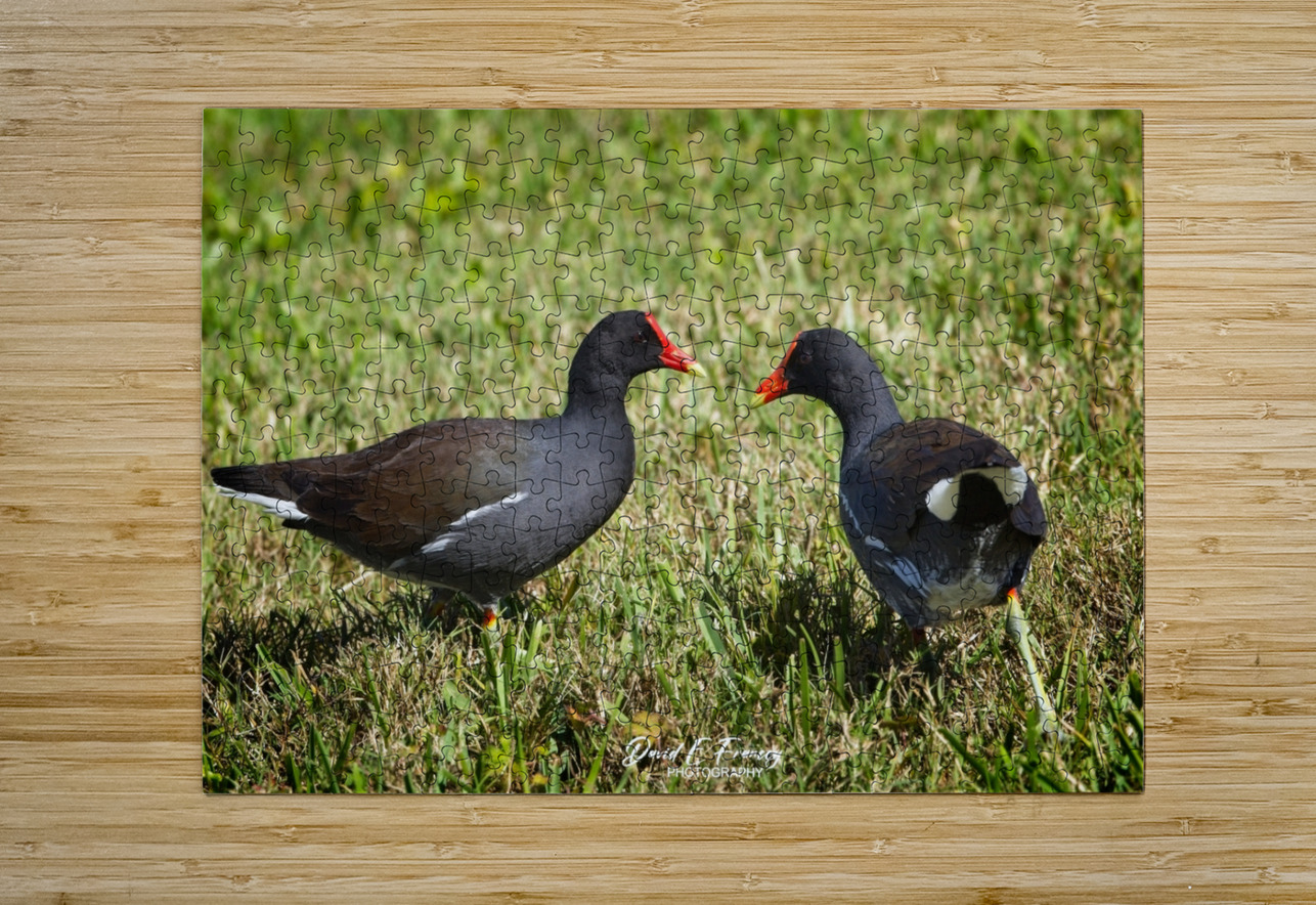 IMG 2263Moorhen David E Francey Photography Puzzle printing