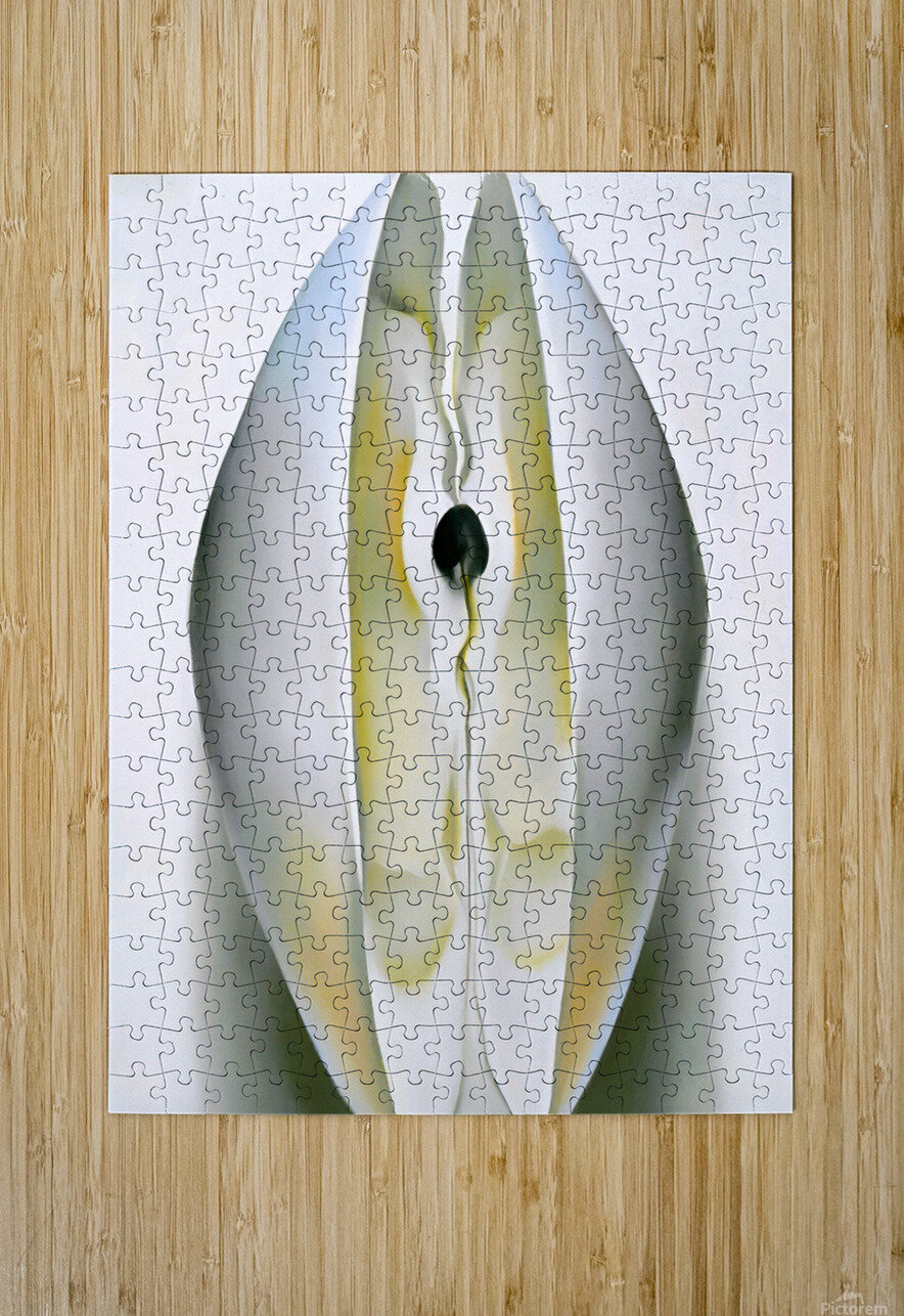 Georgia OKeeffe - Slightly Open Clam Shell 1926 William Store Puzzle printing