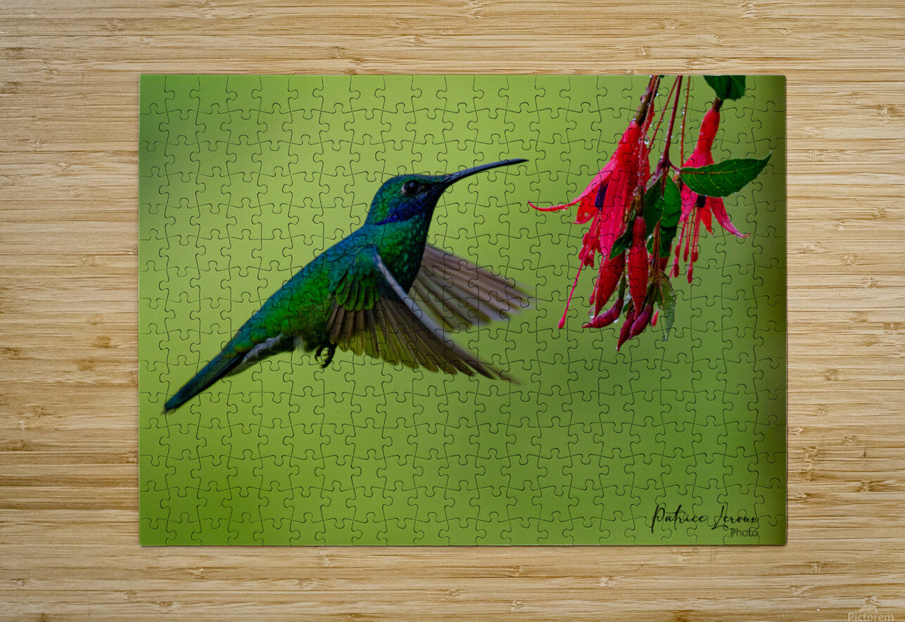 Oiseaux dEquateur 11 Bourlingueur Puzzle printing