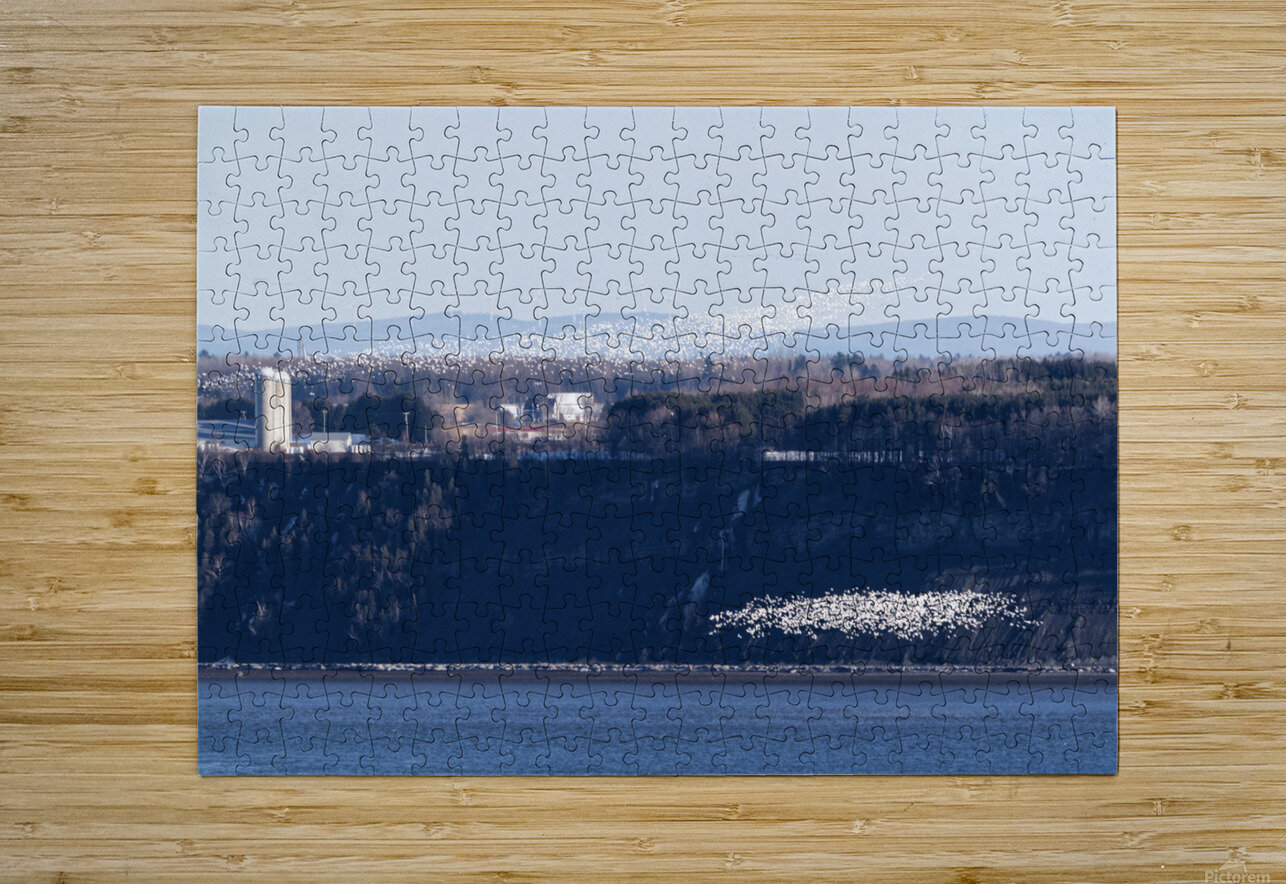 Oies blanches 1 Denis Baribault Puzzle printing