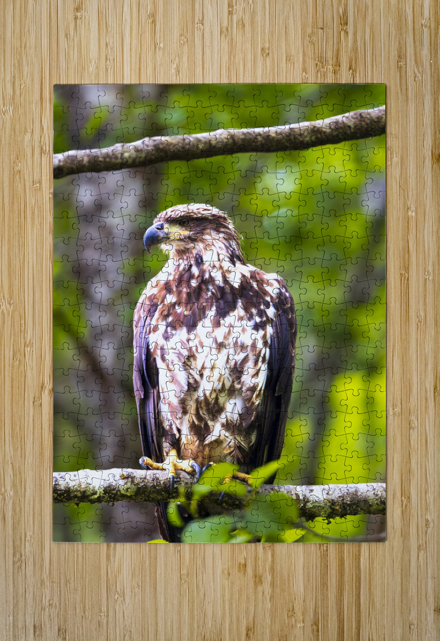 Alaska Juvenile Eagle Tono Chavez Puzzle printing
