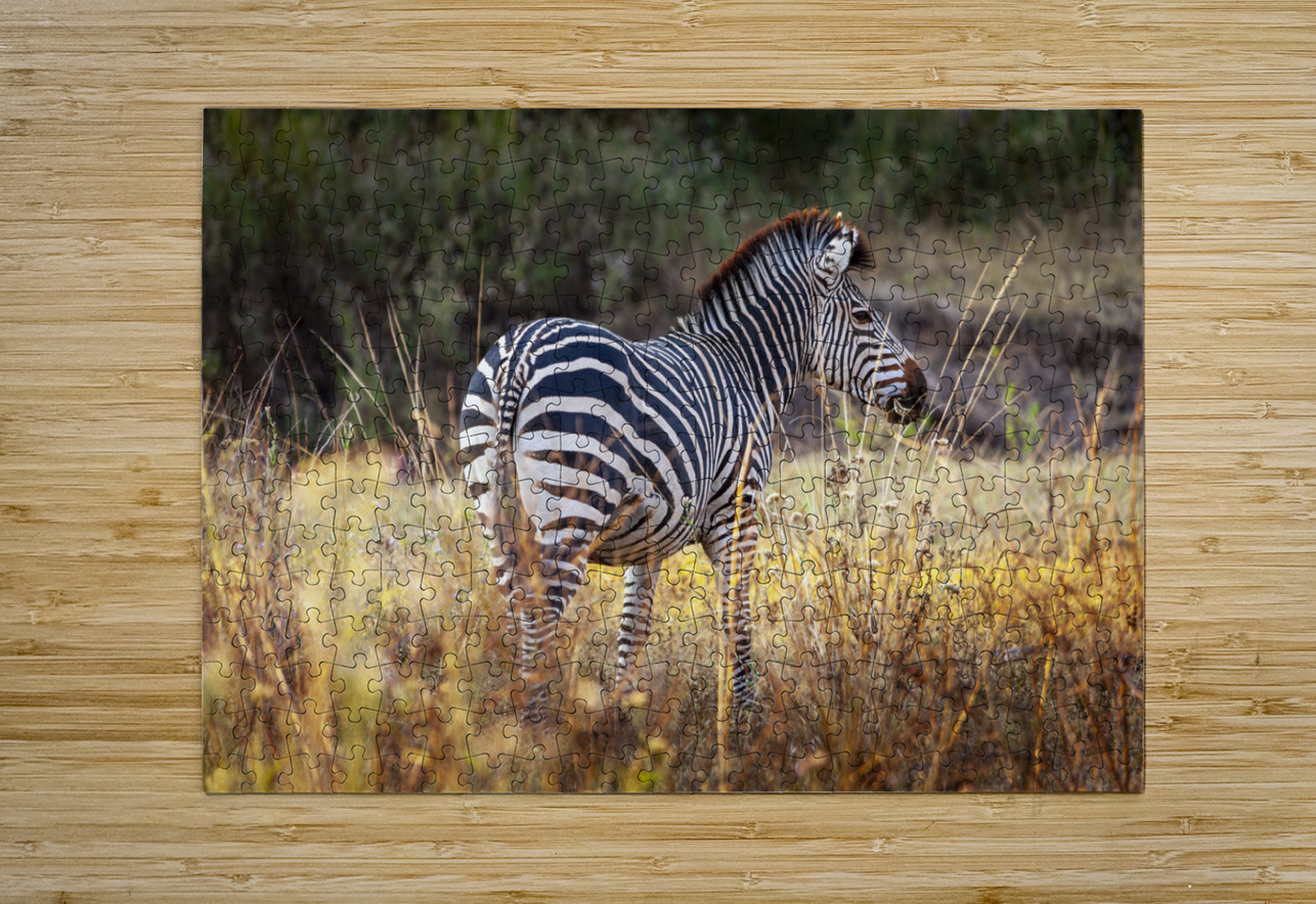 African zebra in the tall grass  Gualtiero Boffi Puzzle printing