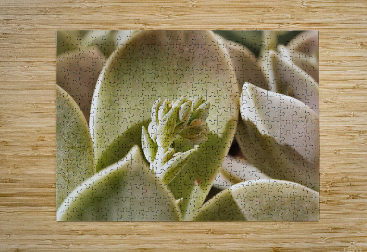 Plant of mother of pearl with flowers victimewalker Puzzle printing