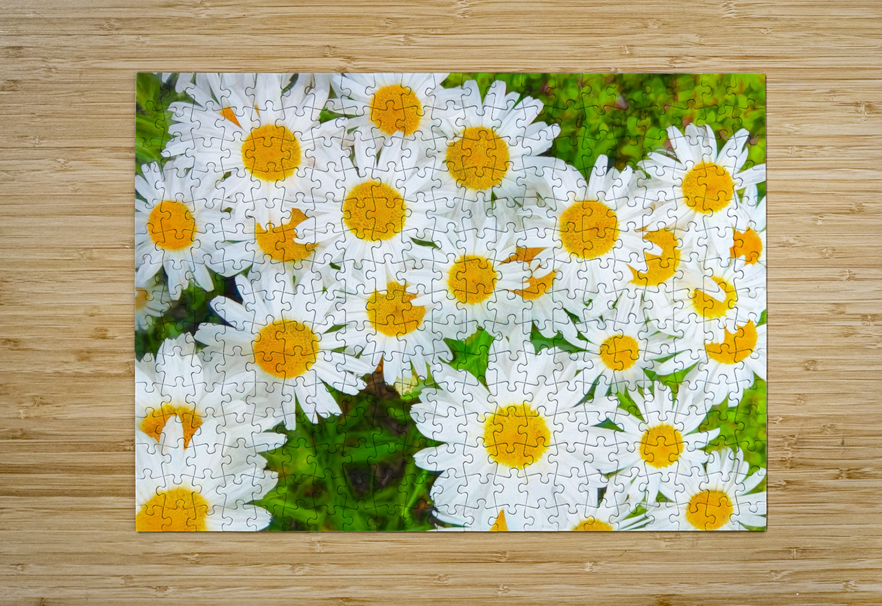 Shasta Daisies to Cheer You Up Thea Menagh Puzzle printing