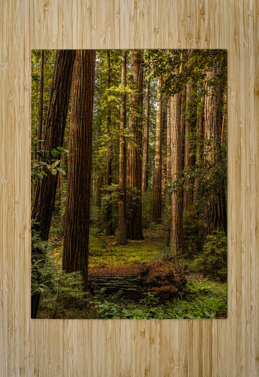 Dark Forest Alan Workman Fine Art Photography Puzzle printing