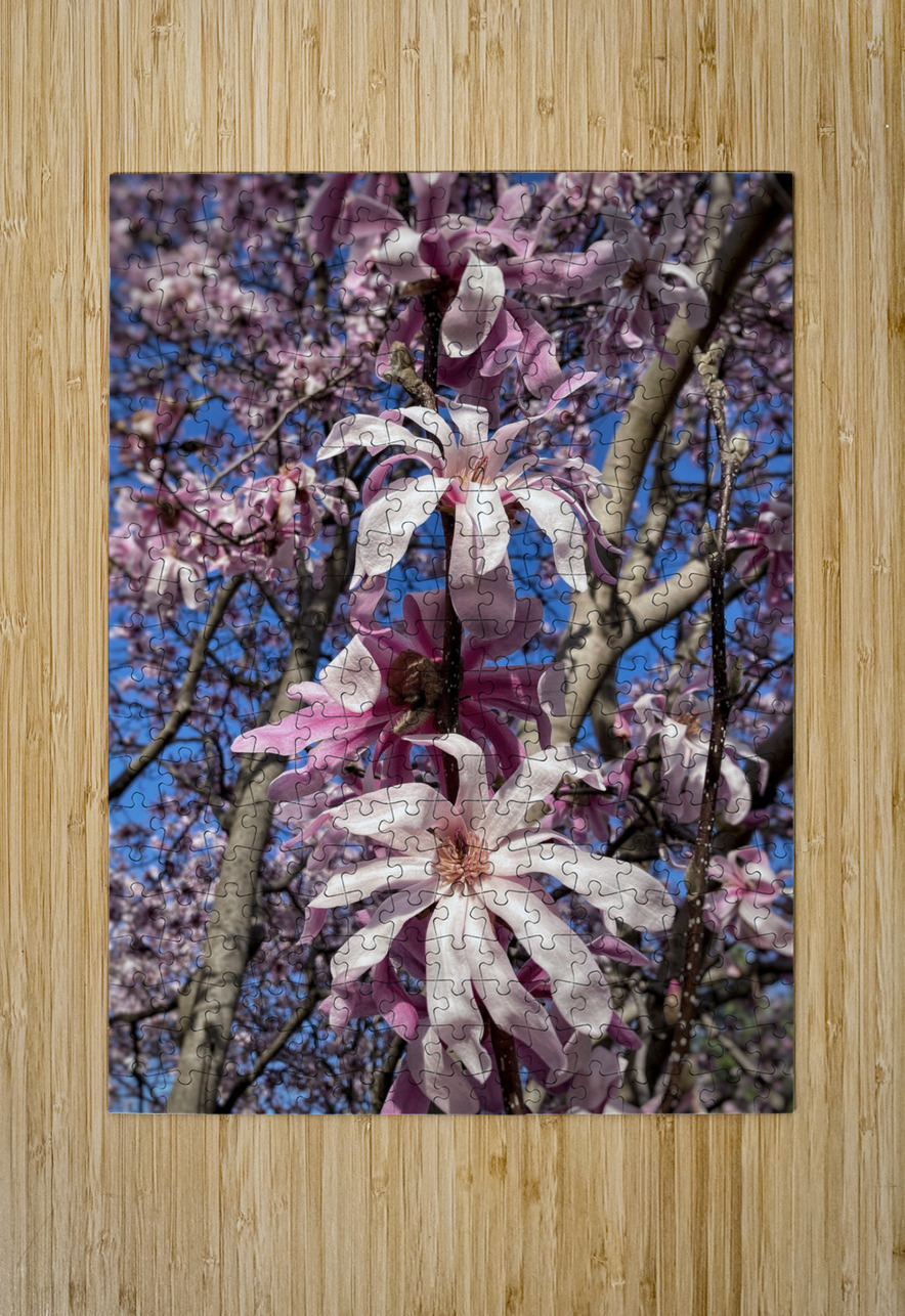 V1193 Natalie Stanislavsky Puzzle printing