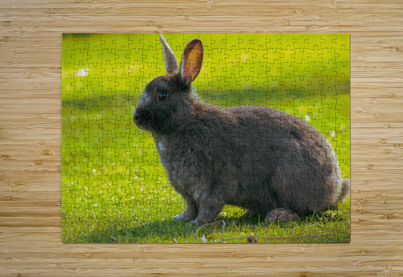  MG 8403 CineshotXfilm Puzzle printing