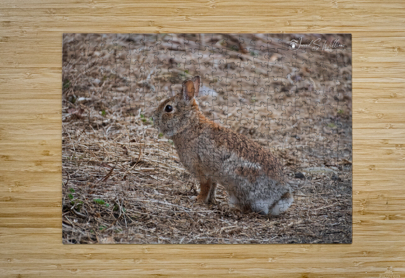Rabbit jarrodswilliams Puzzle printing