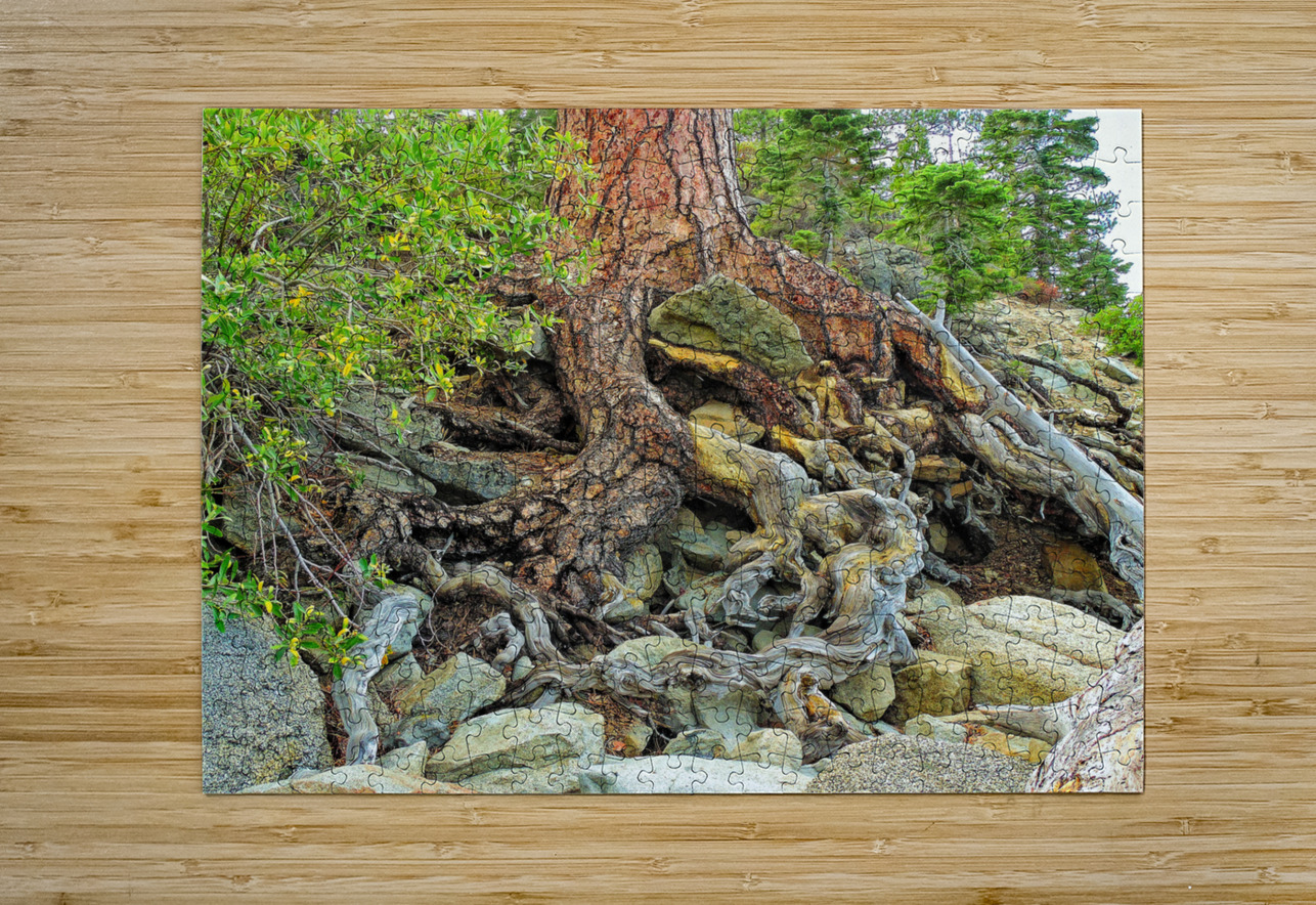 Lake Tahoe Gnarled  Root Tangle Norma Brandsberg Photography Puzzle printing