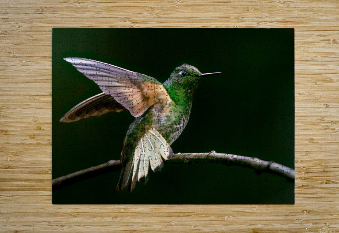 Buff Tailed Coronet Hummingbird Terry J Martin Puzzle printing