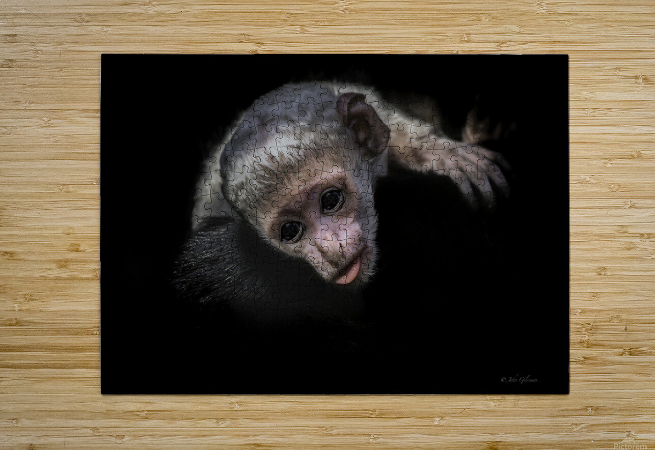 11451 Guereza Monkey New born  John Gilsenan Design Wall Art and Photography Puzzle printing