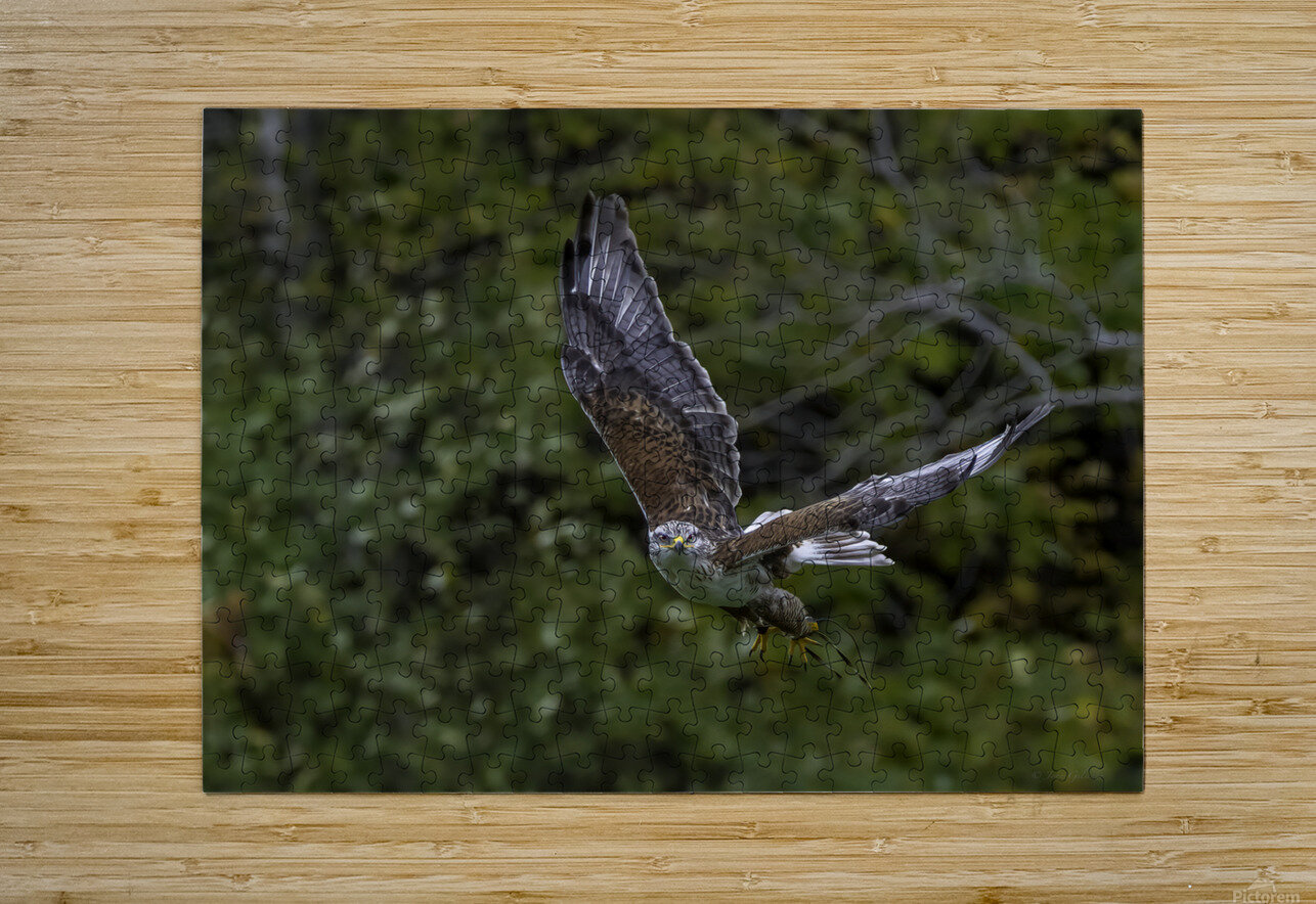 11444 Gyrfalcon Falco  Falco rusticolus John Gilsenan Design Wall Art and Photography Puzzle printing