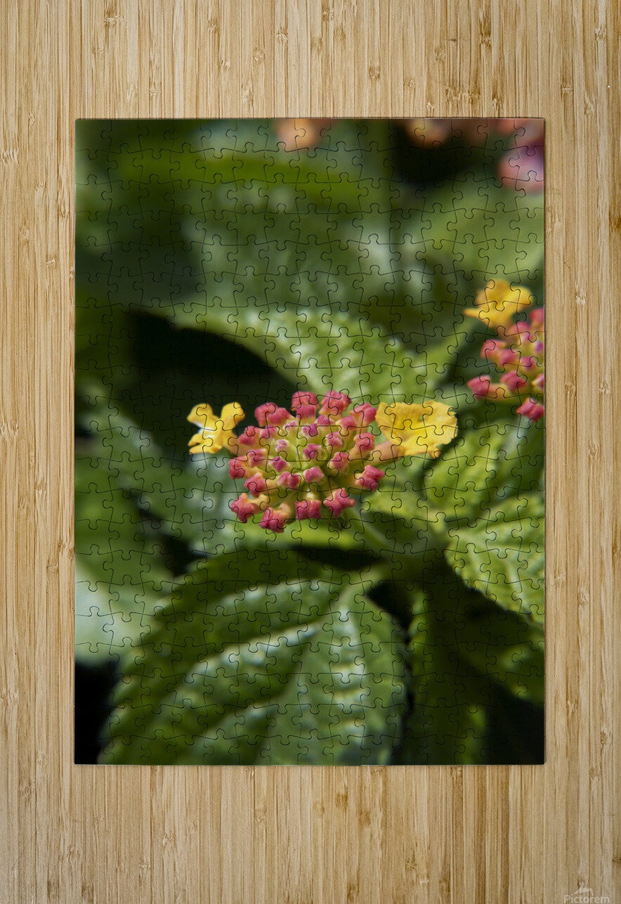 Lantana9EFS Robert Lorimer Puzzle printing