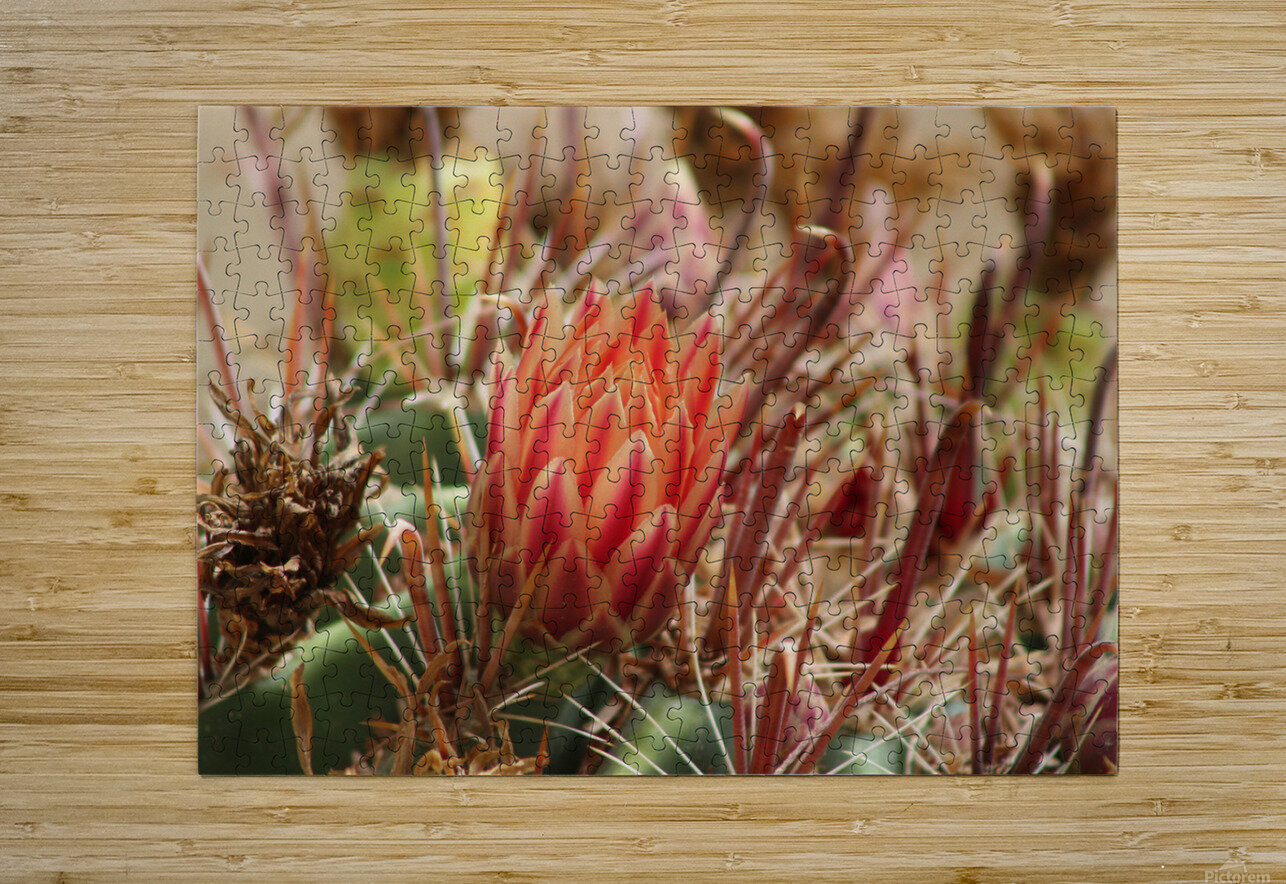 Closeup of Red Cactus Blossom Photography and Digital Art By Colleen Puzzle printing