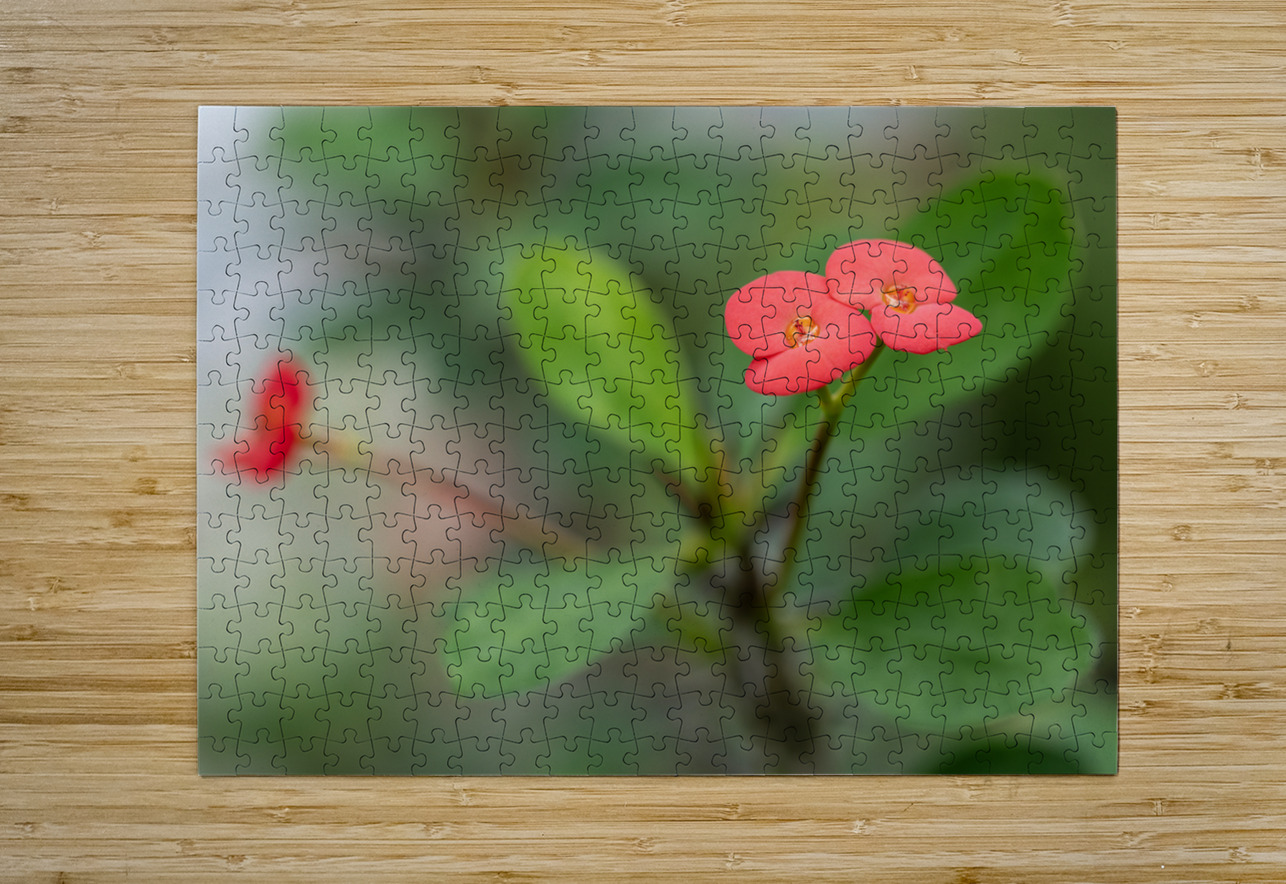 Rosy Red Twilight Suzanne Bonin Puzzle printing