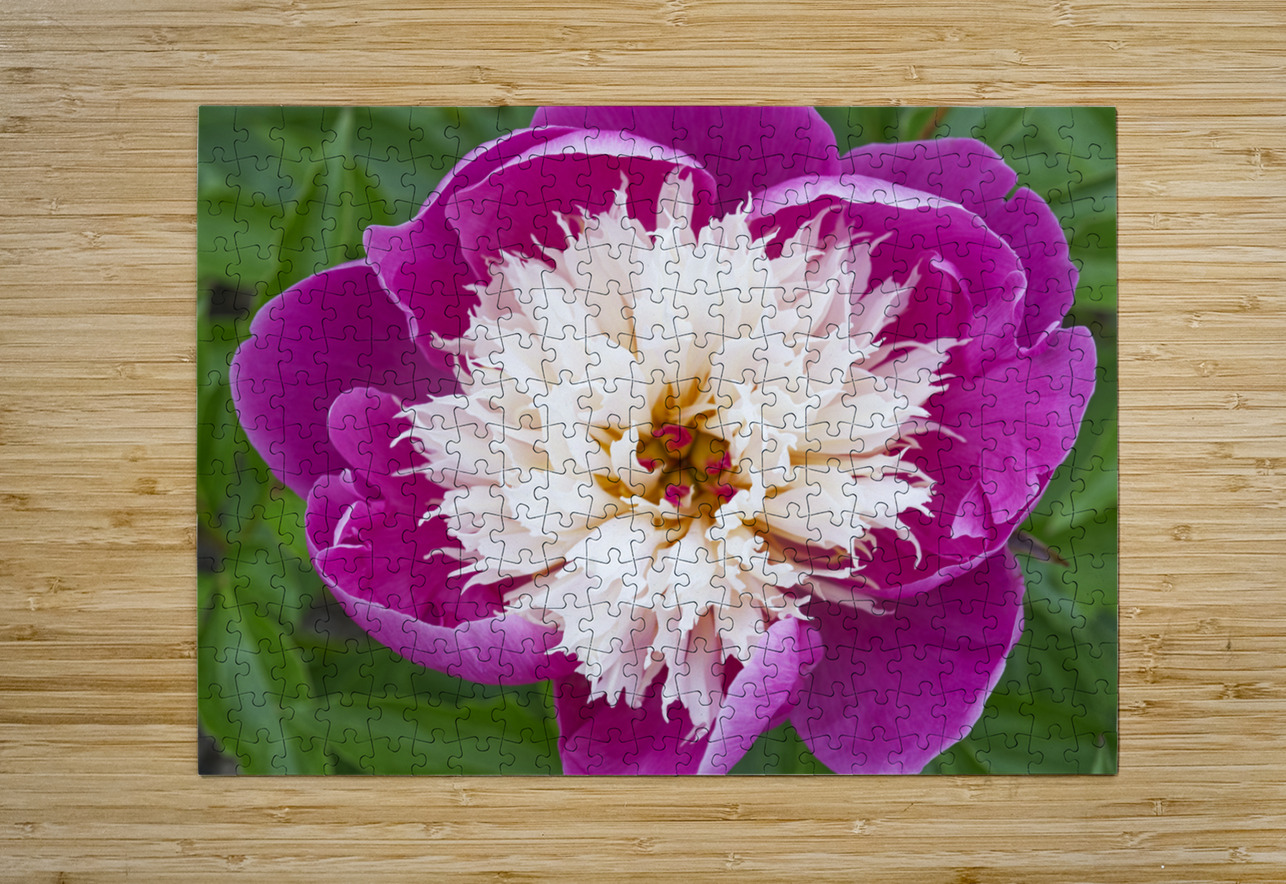 Sorbet Pink and Creme Peonie Flower Iris H Richardson Puzzle printing