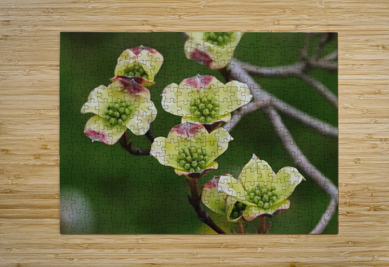 Yellow Dogwood Deb Oppermann Puzzle printing