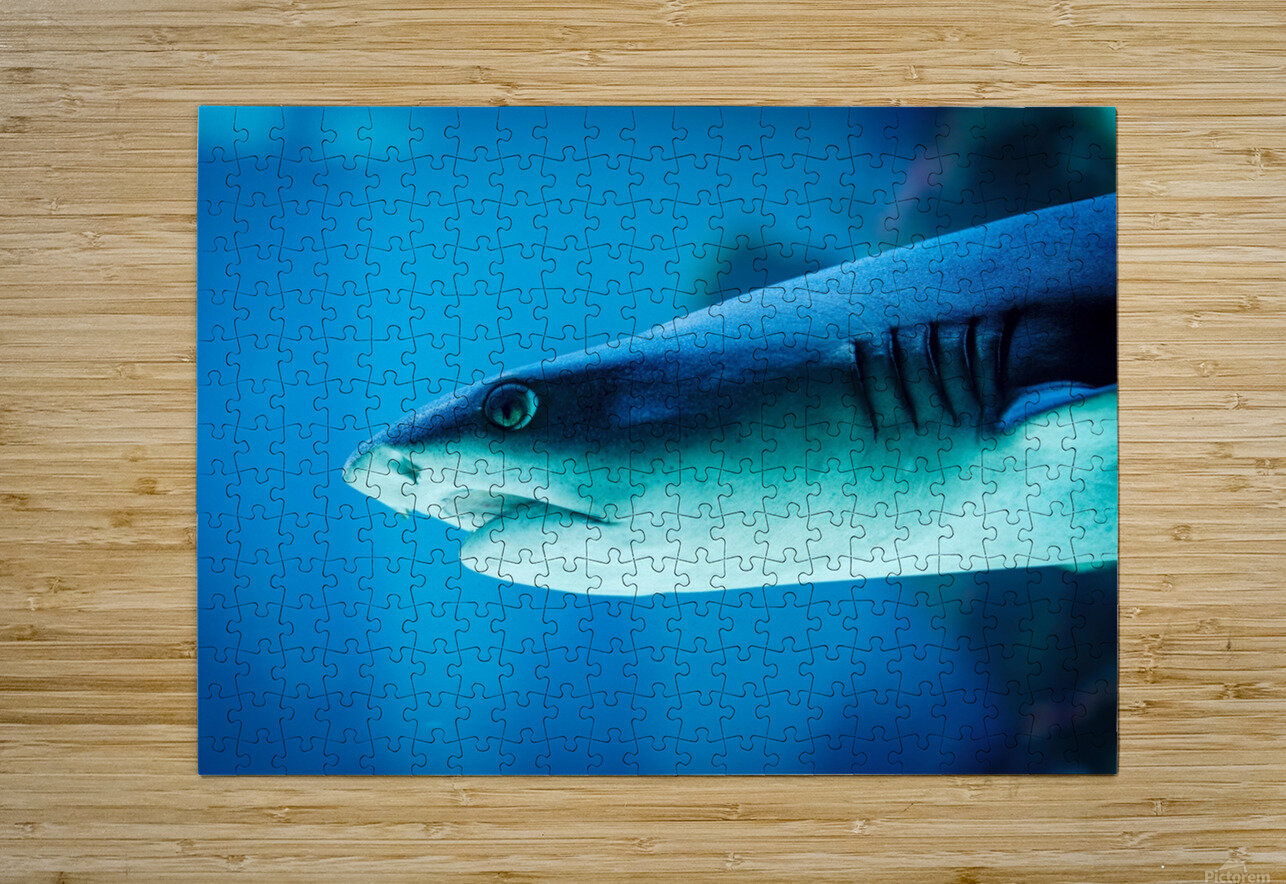 grey reef shark 7744765 Silverstar Puzzle printing