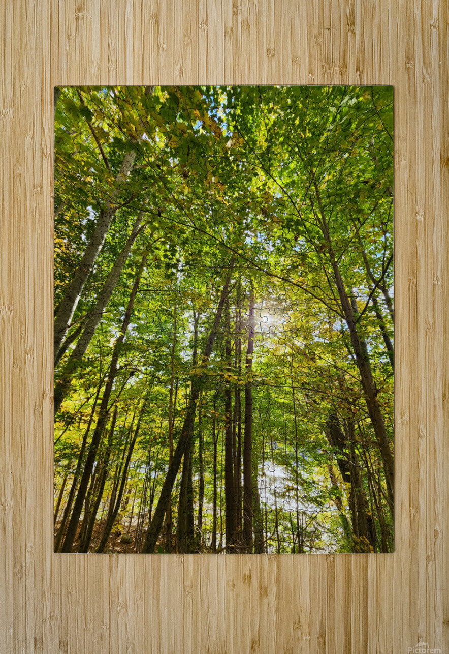 Forest Bathing Lenscapes Laura Titus Puzzle printing