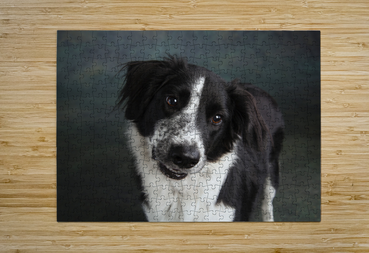 Studio shot of Border Collie 208259 Panoramic Images Puzzle printing