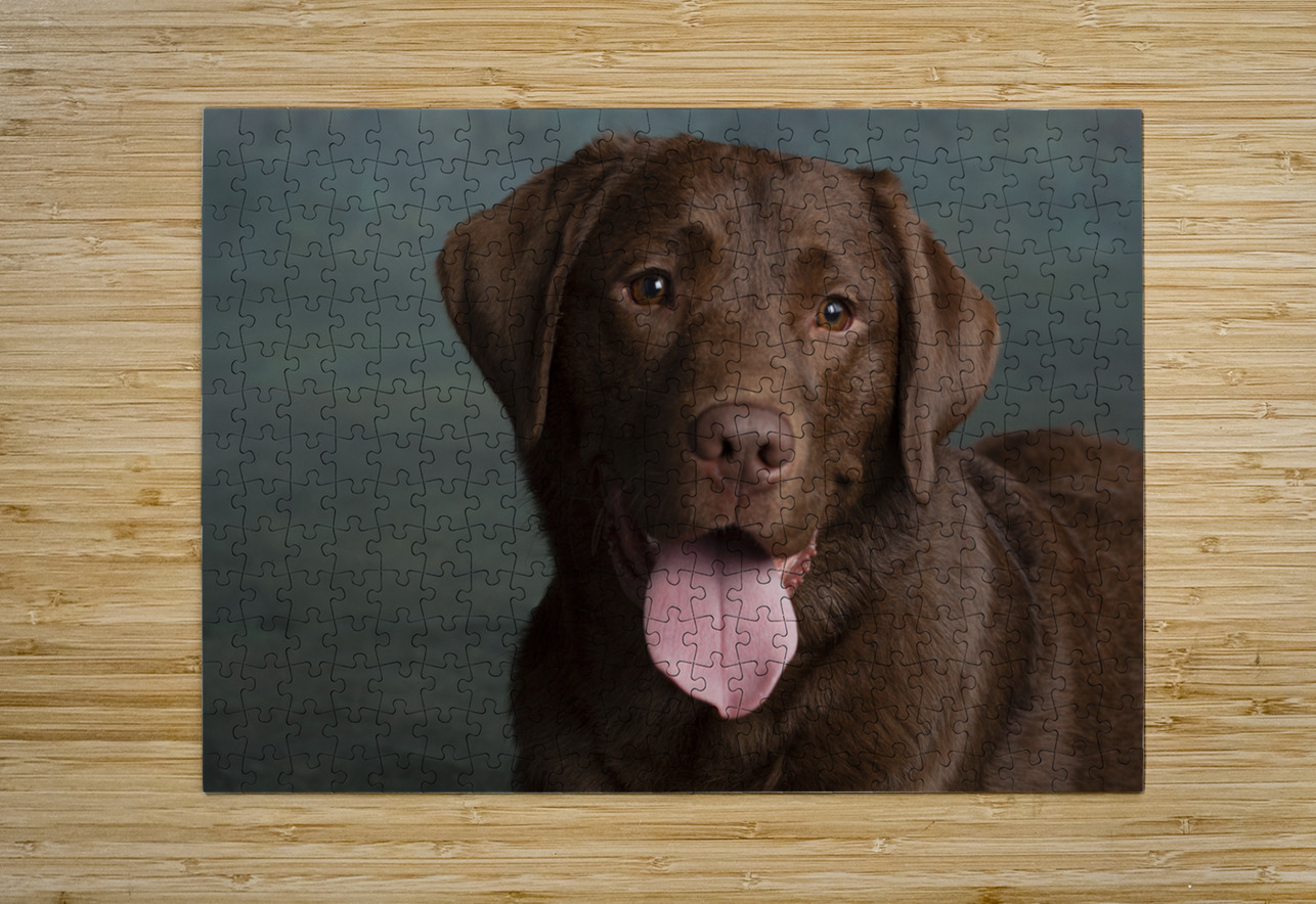 Portrait of Chocolate Labrador sticking out tongue 209001 Panoramic Images Puzzle printing