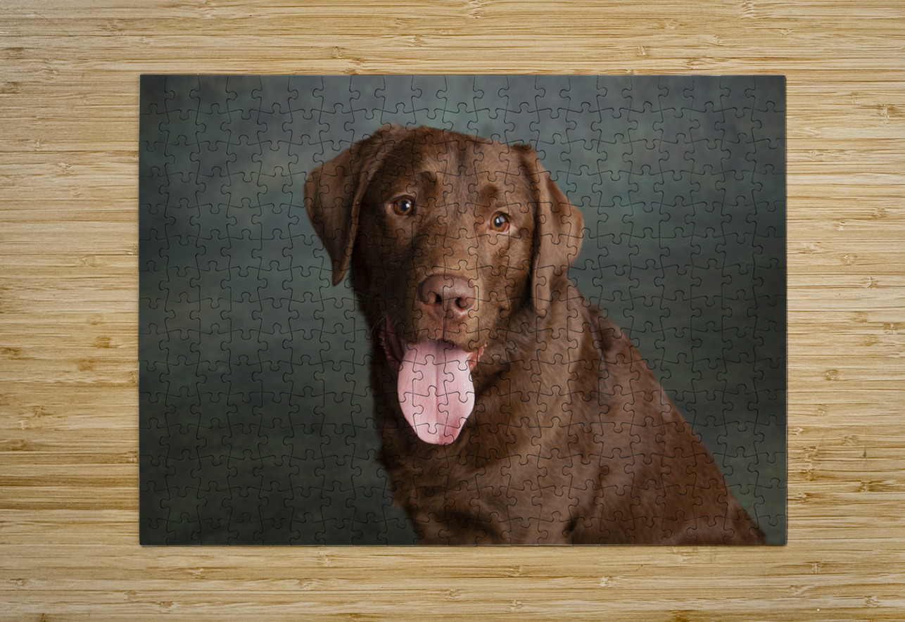 Portrait of Chocolate Labrador sticking out tongue 209009 Panoramic Images Puzzle printing