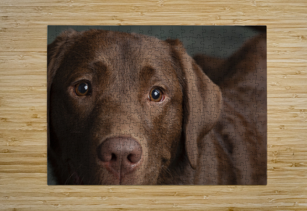 Portrait of Chocolate Labrador 208998 Panoramic Images Puzzle printing