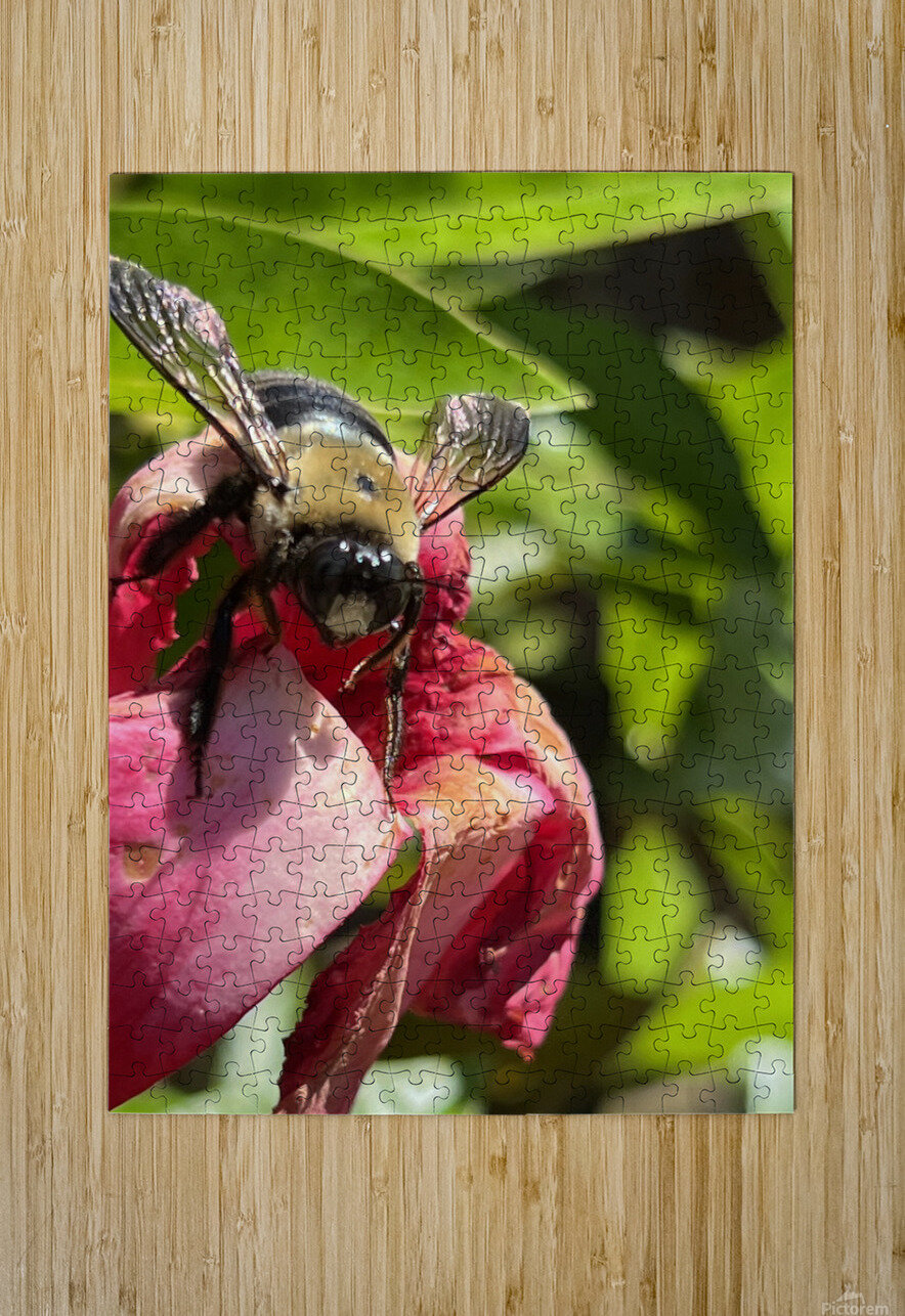 Bumble Bee WRR Puzzle printing