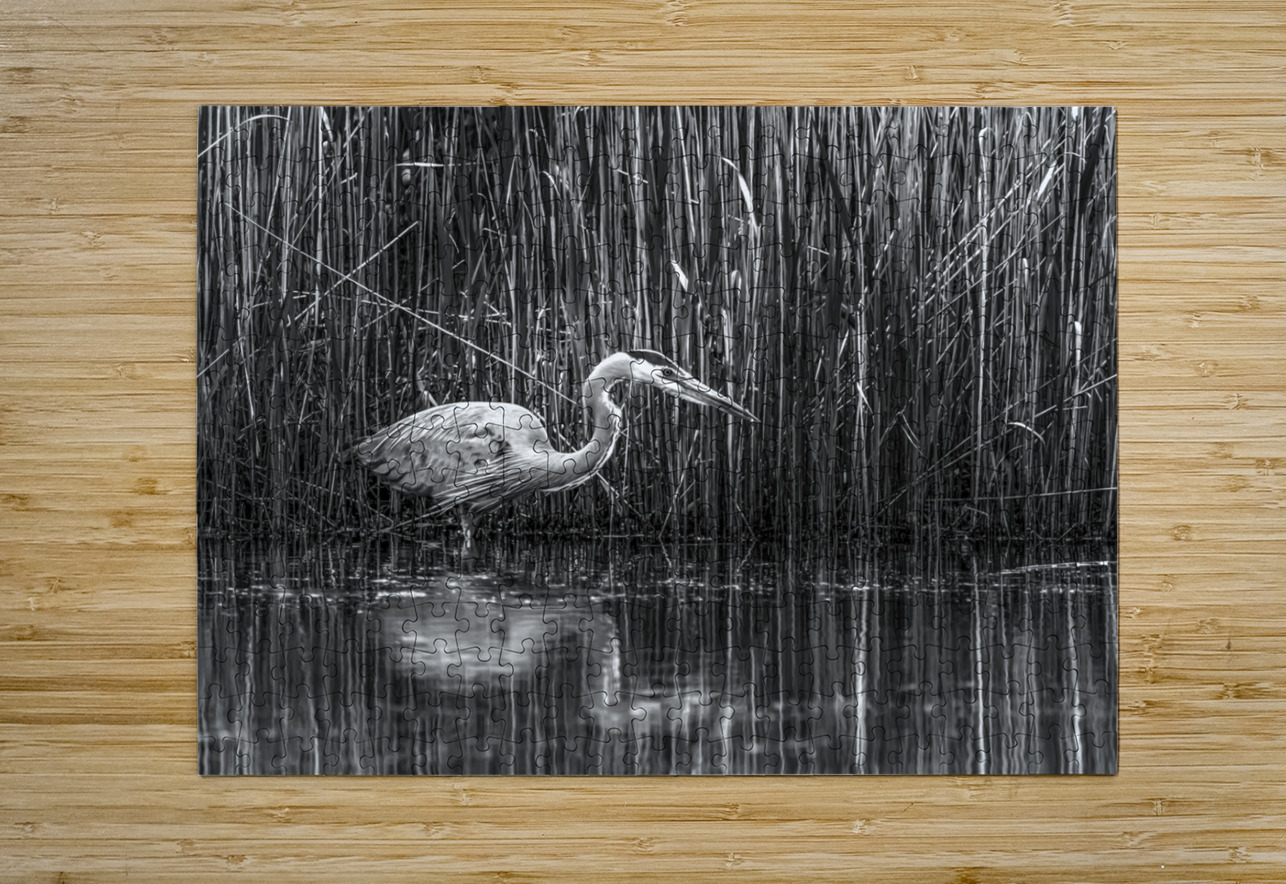 10673 Great Blue Heron Ardea herodias John Gilsenan Design Wall Art and Photography Puzzle printing