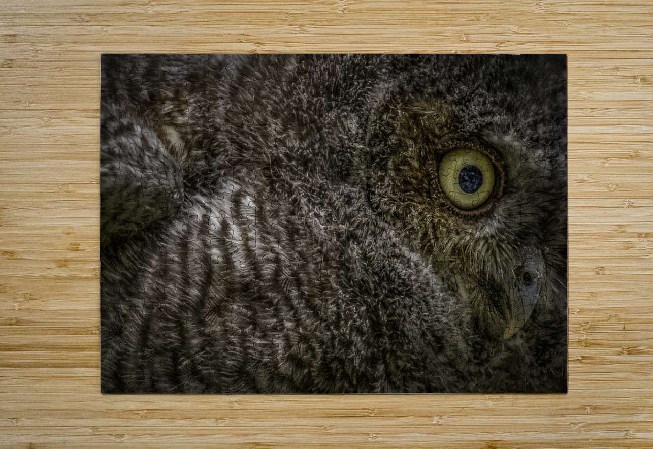 11212 Eastern Screech Owlet. Megascops asio  John Gilsenan Design Wall Art and Photography Puzzle printing