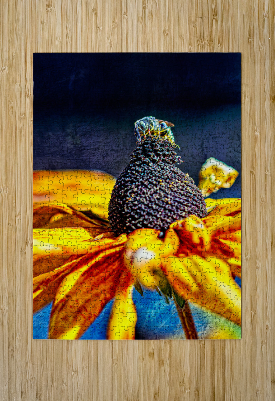 Golden Harvest: : Bee on Black Eyed Susan Flower Heather Marie Clark Puzzle printing