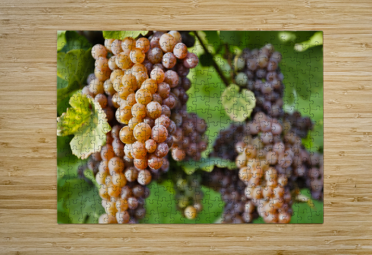Organic Ripe Pinot Gris Grapes Okanagan Valley Vineyard Kevin Miller Photography Puzzle printing