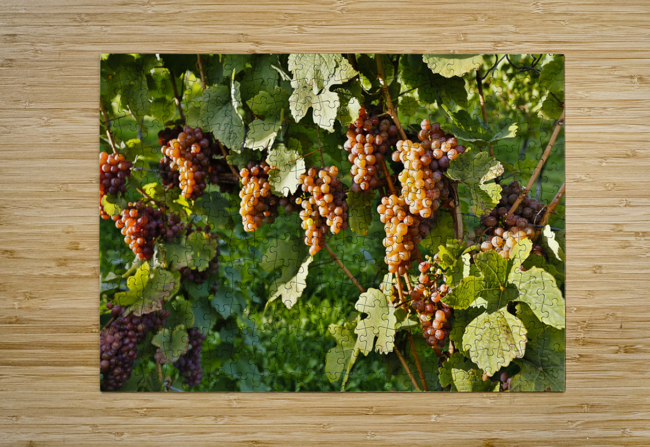 Organic Ripe Pinot Gris Grapes Okanagan Valley Vineyard Kevin Miller Photography Puzzle printing