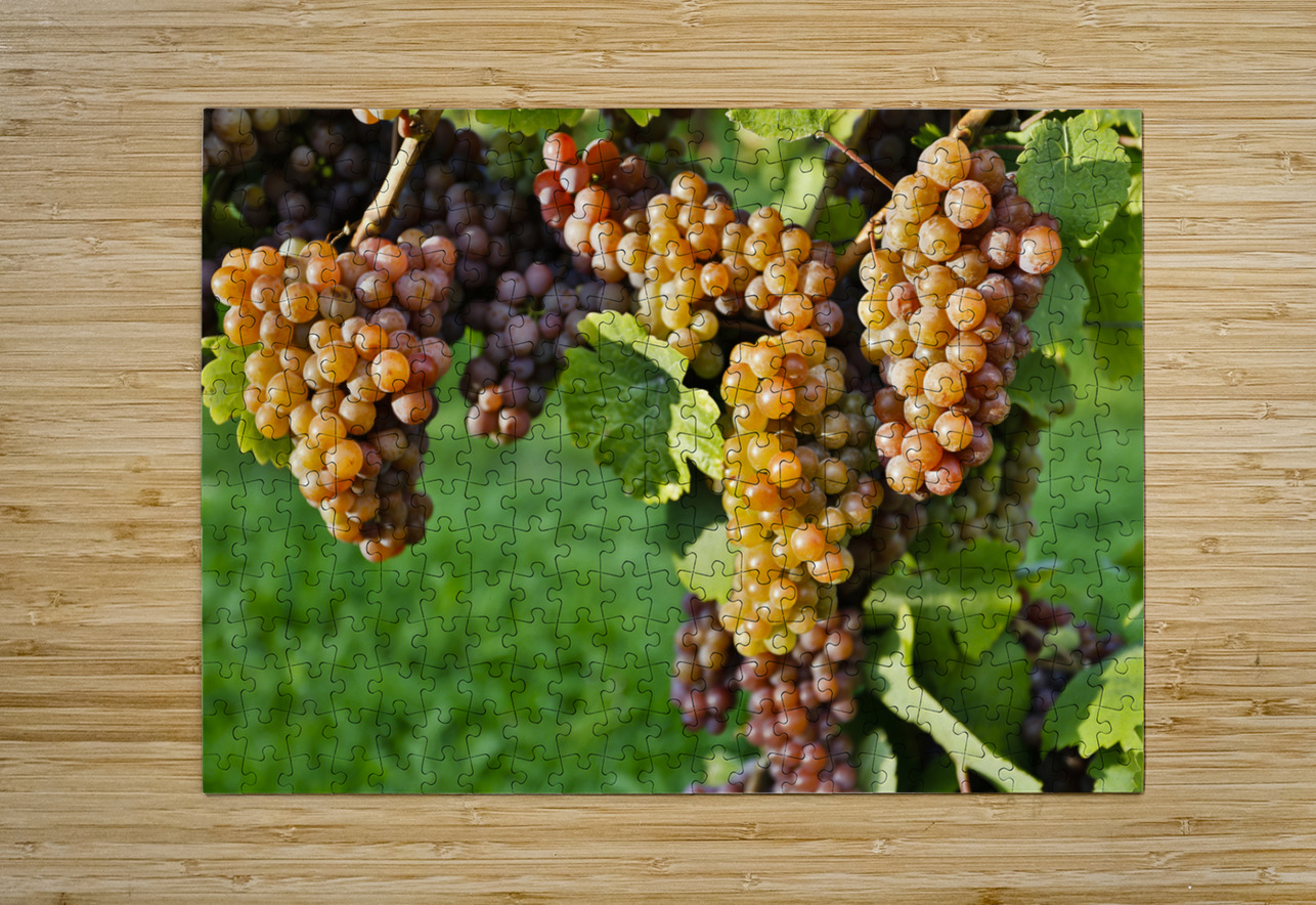 Organic Ripe Pinot Gris Grapes Okanagan Valley Vineyard Kevin Miller Photography Puzzle printing