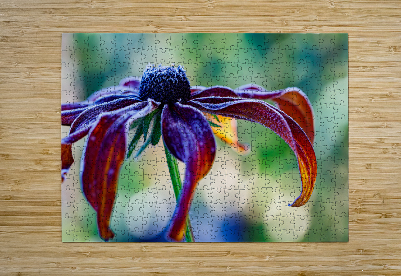 Frosted Black Eyed Susan Heather Marie Clark Puzzle printing