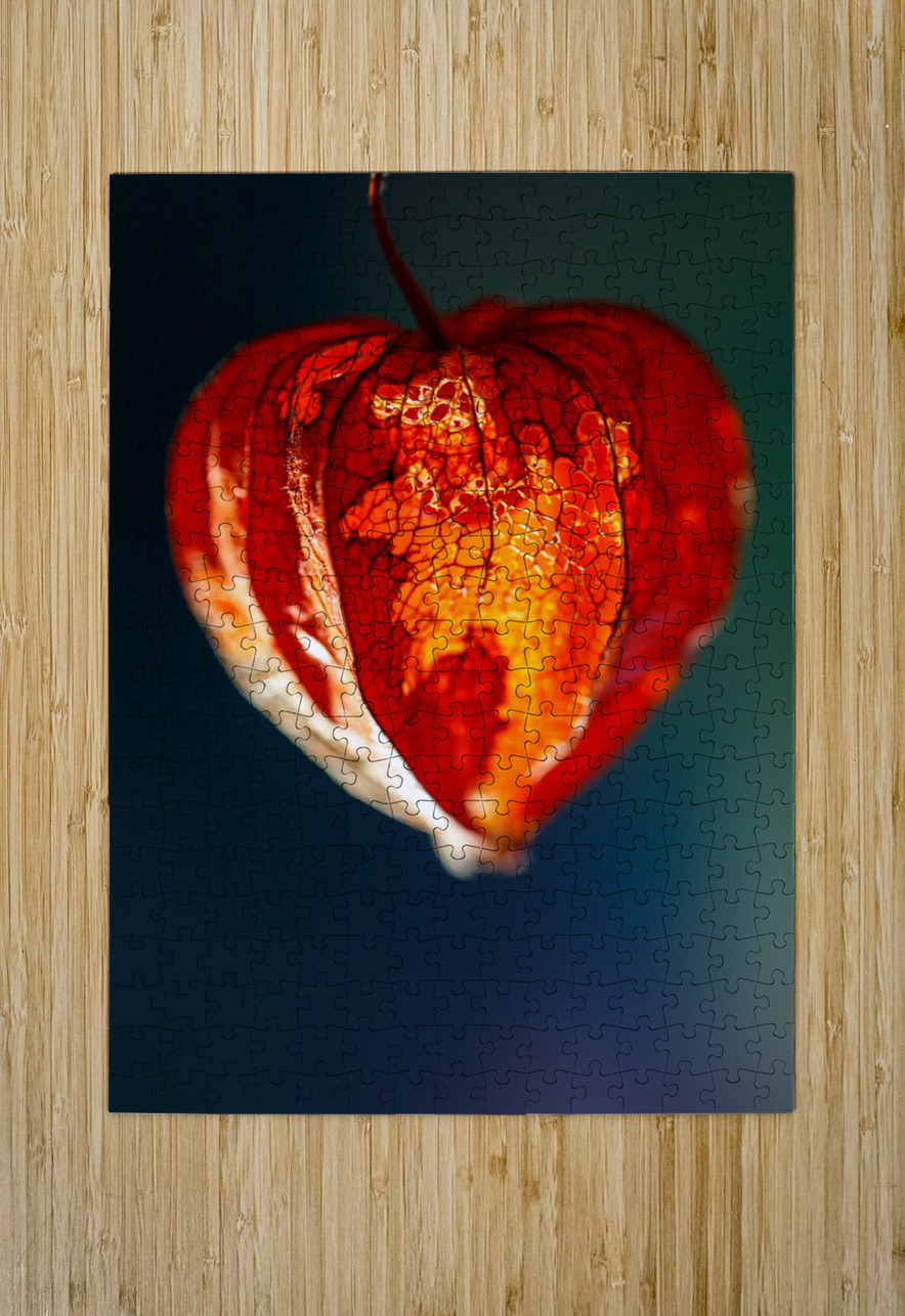 Bright Orange Lantern Flower Heather Marie Clark Puzzle printing